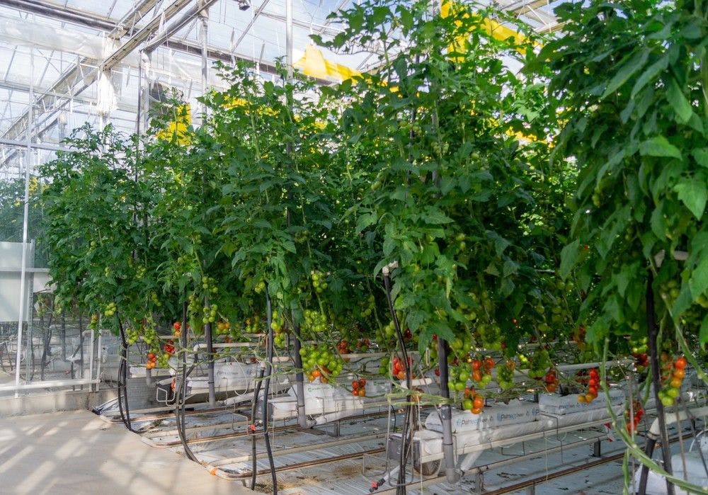 Yüksel Tohumun topraksız yetiştiriciliğe uygun domates çeşitleri