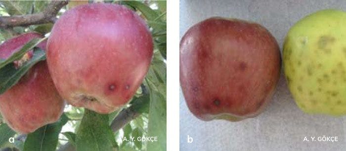Alternaria meyve çürüklüğünün elma meyvelerindeki belirtileri