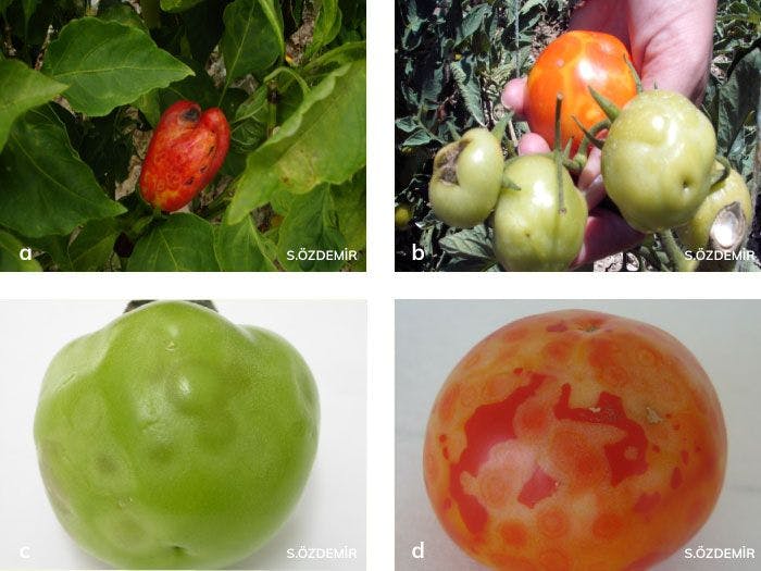 Domates ve biber meyvelerinde domates lekeli solgunluk virüsü’nün belirtileri