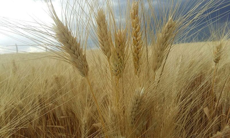 Makarnalık buğday