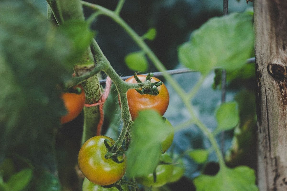 Askıya alınmış domates bitkisi