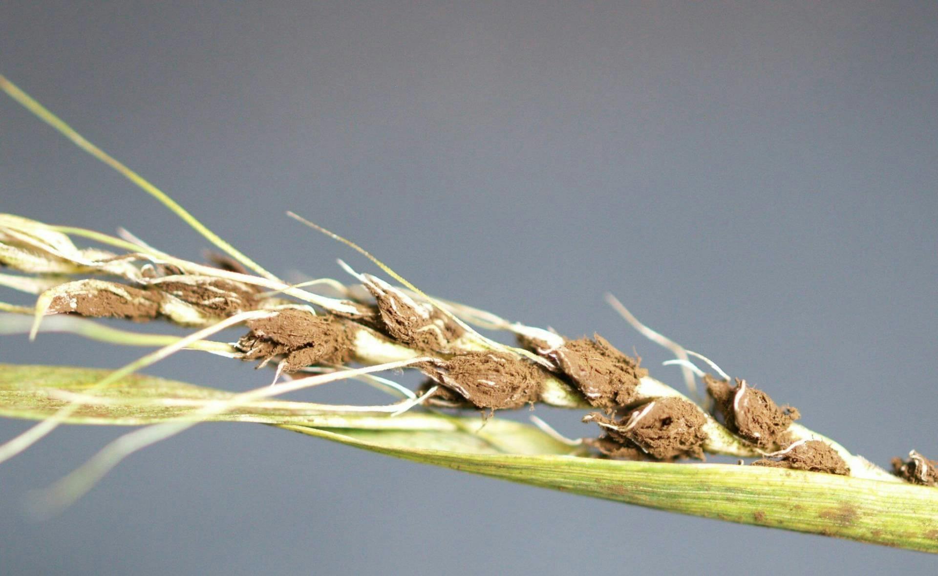Buğday Rastığı Mücadelesi & İlaçları