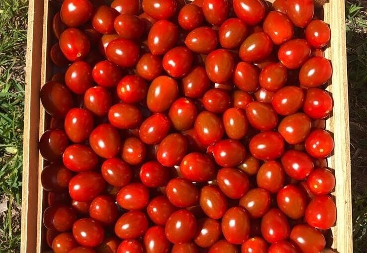 Plum kiraz domates