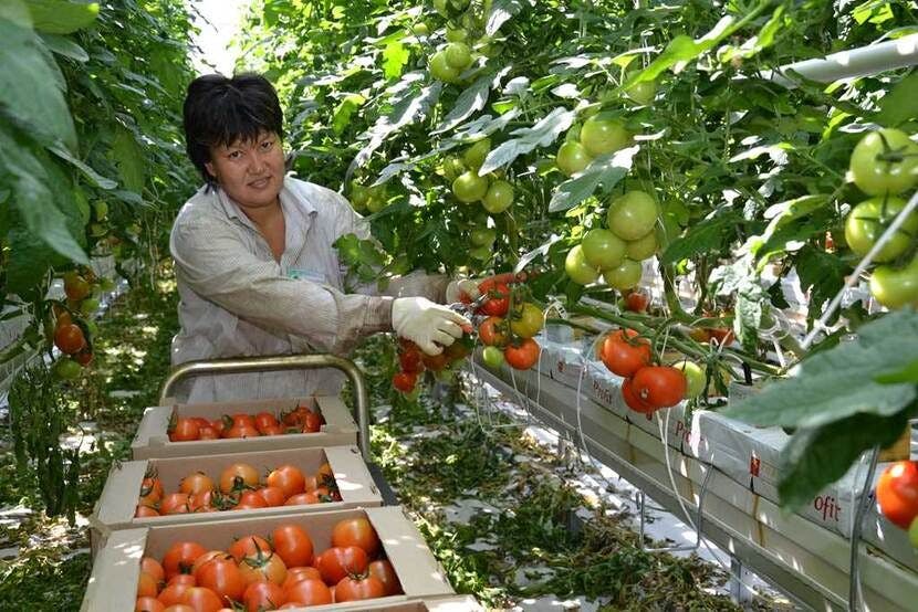 Rusya'daki bir domates serasında hasat