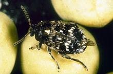 Bezelye Tohum Böceği (Bruchus pisorum L)
