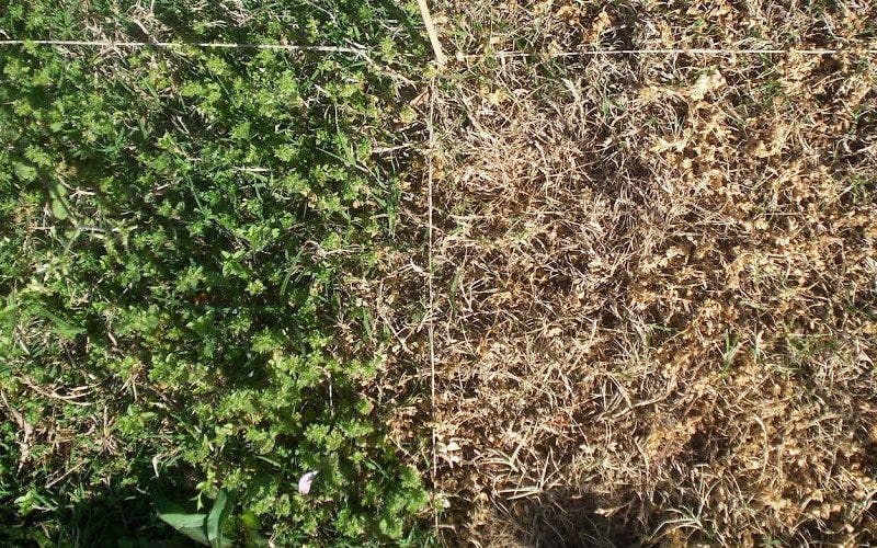 Herbisit kullanımı öncesi ve sonrası yabani otlar.