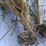 Buğday Kök ve Kökboğazı Çürüklüğü Hastalıkları