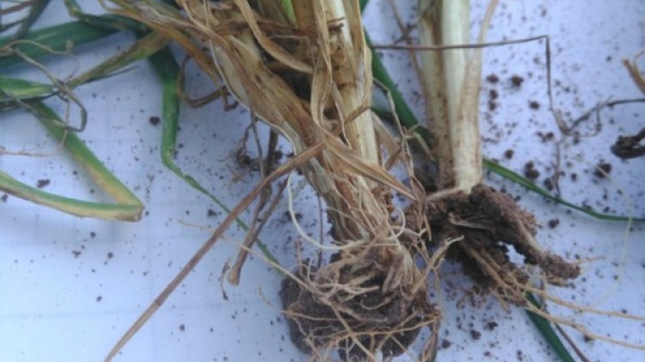 Buğday Kök ve Kökboğazı Çürüklüğü Hastalıkları Mücadelesi & İlaçları