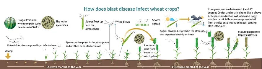 Wheat Blast Fungal Cycle Min