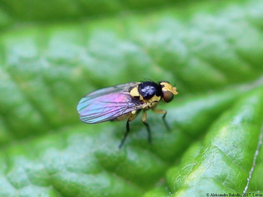 Nohut Yaprak Sineği - Nohut Sineği [Liriomyza cicerina (Rond.) (Diptera: Agromyzidae)] Mücadelesi & İlaçları