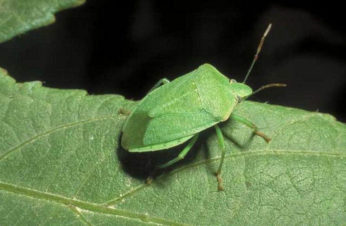Mısırda Pis Kokulu Yeşil Böcek Mücadelesi & İlaçları