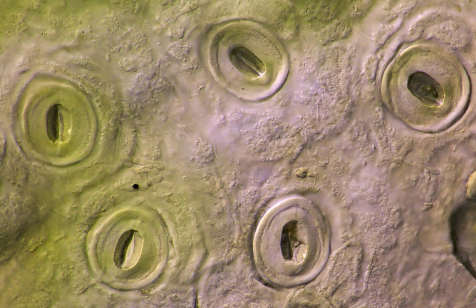 Laurierkers Stomata Min