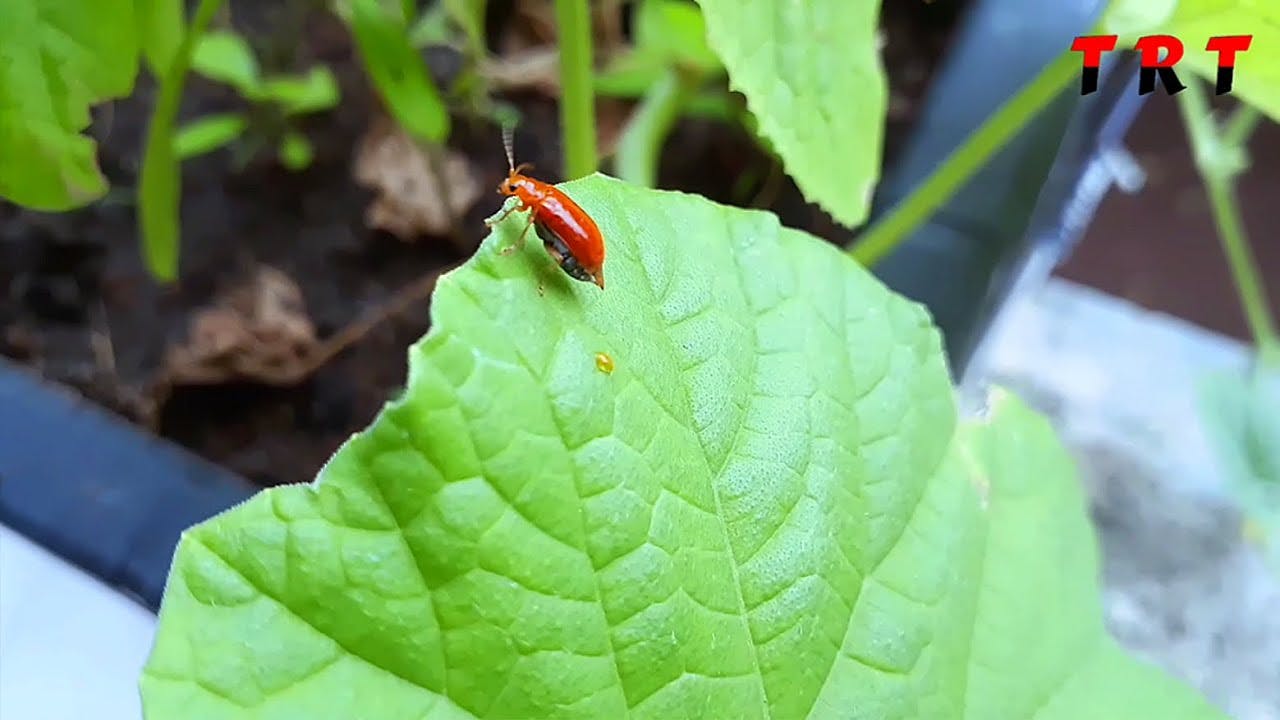 Kavun Kızıl Böceği Mücadelesi & İlaçları