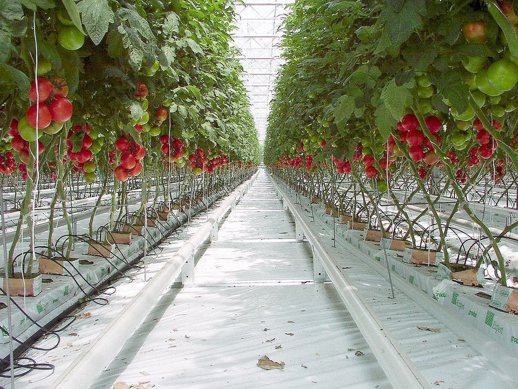 Hazır blok kültüründe yetiştirilen domatesler
