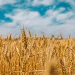 Buğday Yetiştiriciliği