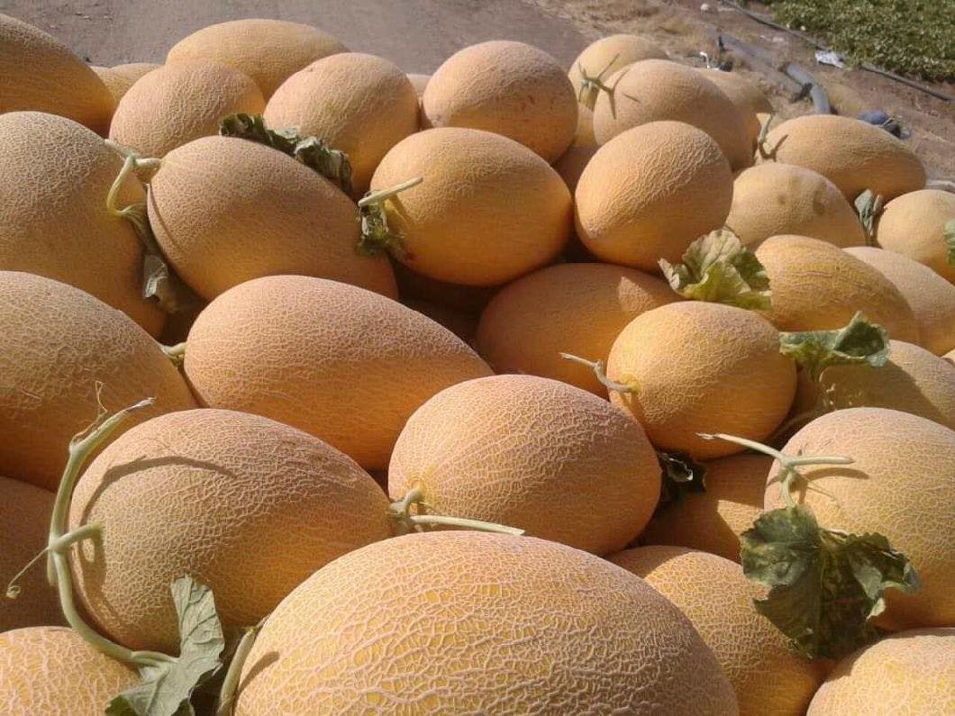 Golden Yellow Sweet Melon Seeds for Sowing Hybrid Melon Seeds Min