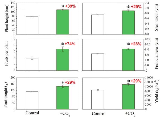 Tarımsal organik atıkların fermantasyonu ile CO2 zenginleştirmesinin domatesin farklı büyüme ve verim parametrelerine etkisi. Kırmızı metindeki yüzdeler, kontrol koşullarına göre CO2'ye bağlı artışı gösterir. Hata çubukları standart sapmayı temsil eder ve yıldız işareti (*) p ≤ 0,05'te önemli farkı temsil eder. Kaynak: Hao ve ark. (2020).