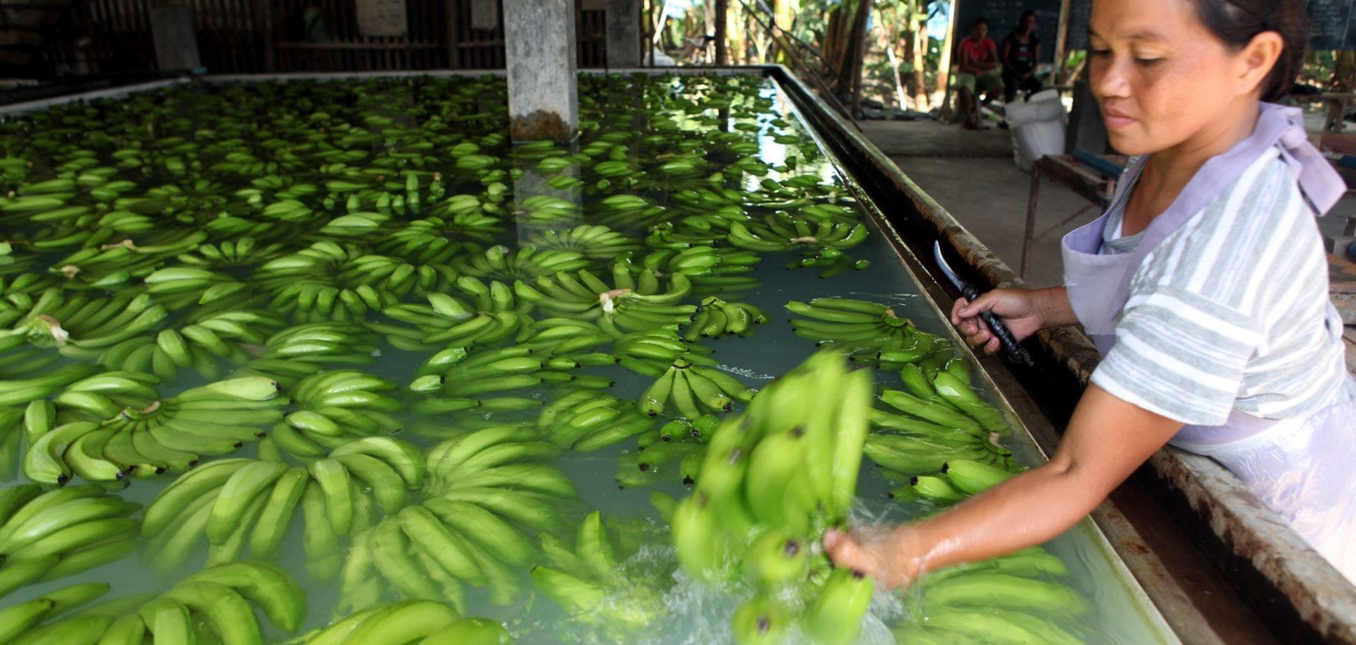 Filipino Worker Processes Bananas Min