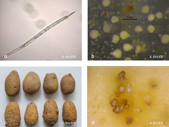 Patateste kök-ur nematodlarının ergini, yumurtası ve zararları