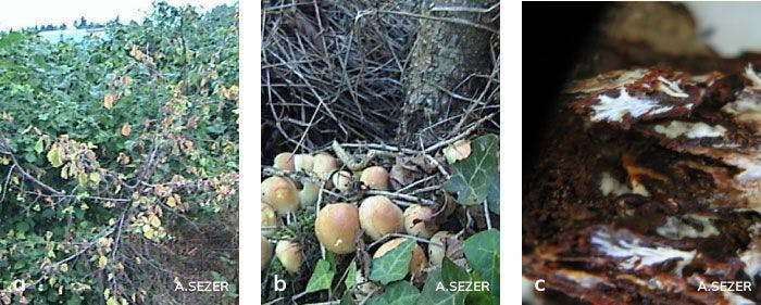 Fındıkta Armillaria kök çürüklüğü etmeninin oluşturduğu şapkalı mantarları, ağaçlarda kuruma belirtisi ve kökte kabuk altındaki misel tabakası