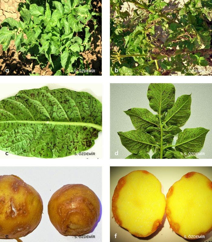 Patates Y virüsünün bitki ve yumrudaki belitileri
