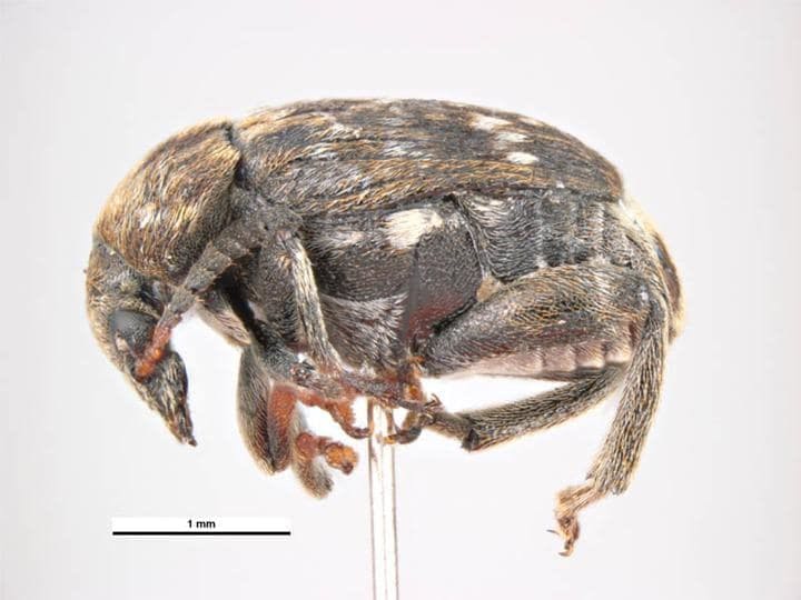 Mercimek Tohum Böceği (Bruchus lentis)