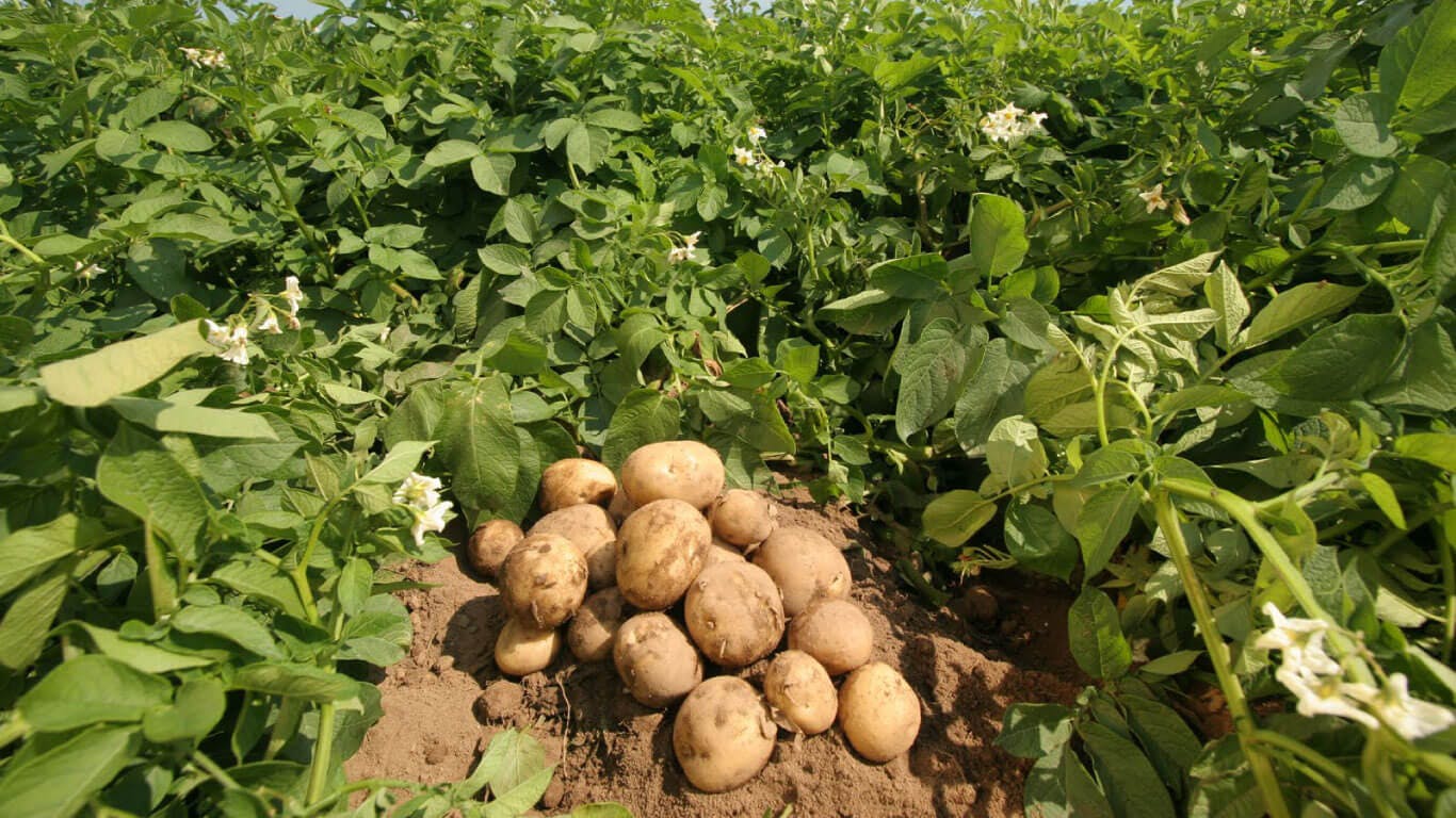 Patates Tarlalarında Örnekleme ve Kontrol Yöntemleri