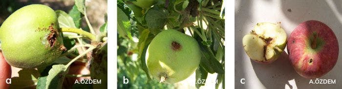 Elma içkurdu’nun meyvedeki zarar şekiller