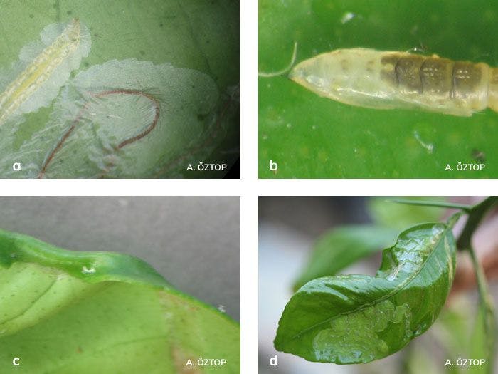 Turunçgil yaprak galerigüvesi larvası, pupası ve yapraktaki zararı
