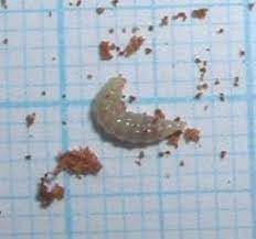 Megastigmus pistaciae larvası