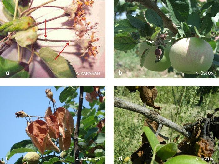elma, armut ve ayvada mumyalaşmış meyve