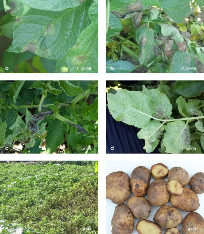 Patates mildiyösü ve bitkideki zararları.