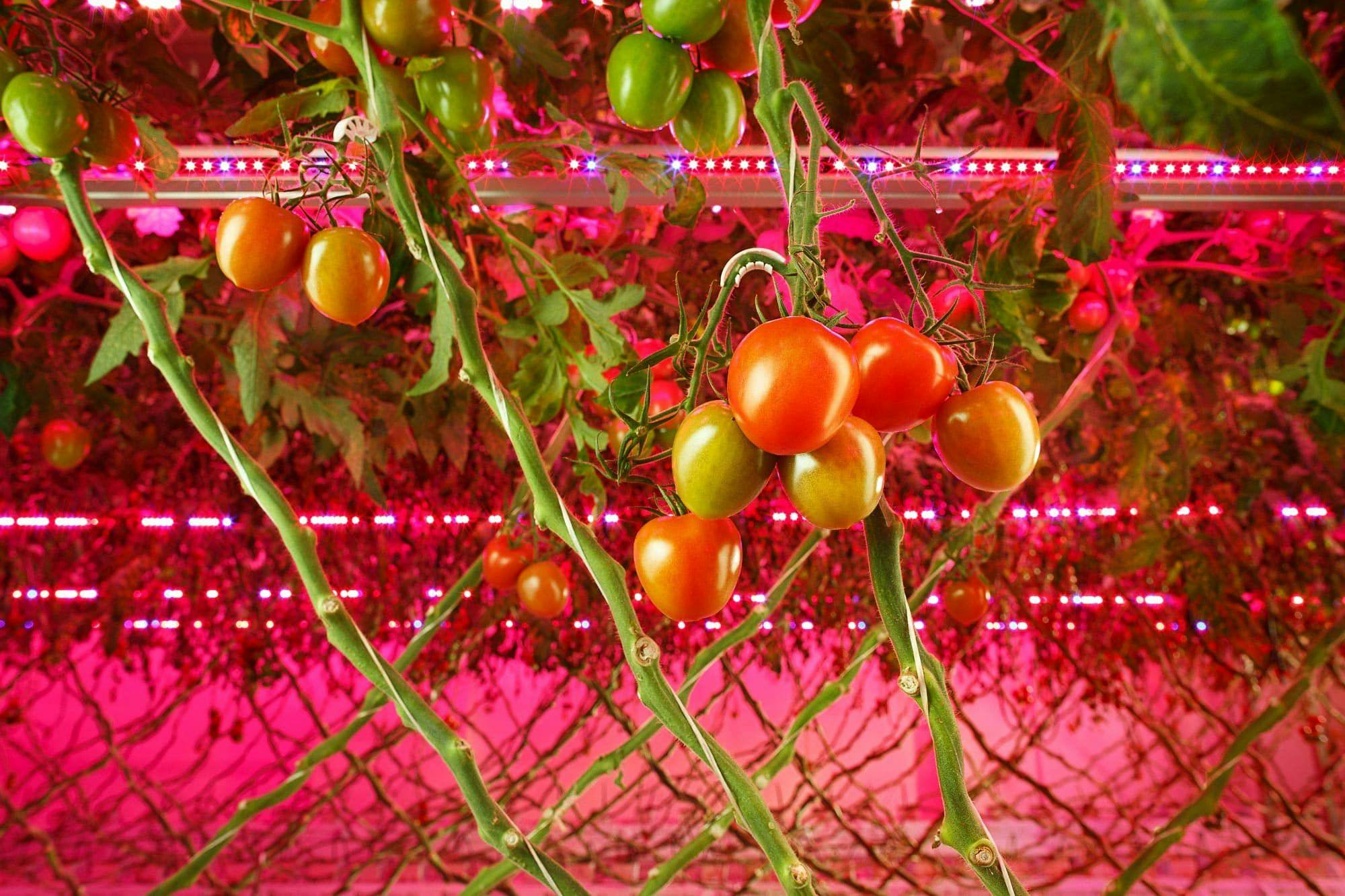 Led aydınlatma ile yetiştirilen domatesler
