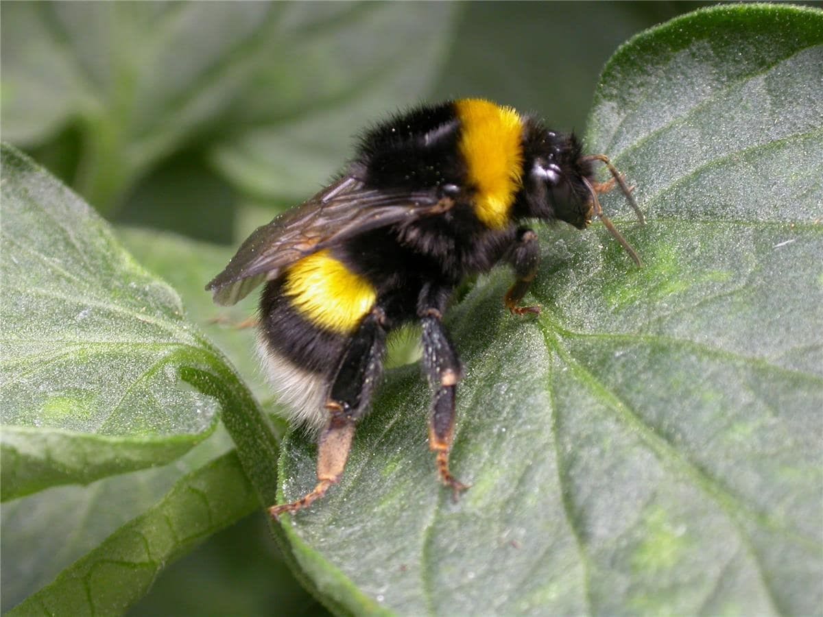 Bombus arısı
