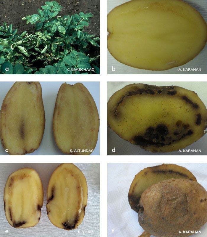 Patates halka çürüklüğü hastalığının bitki ve yumrudaki belirtileri
