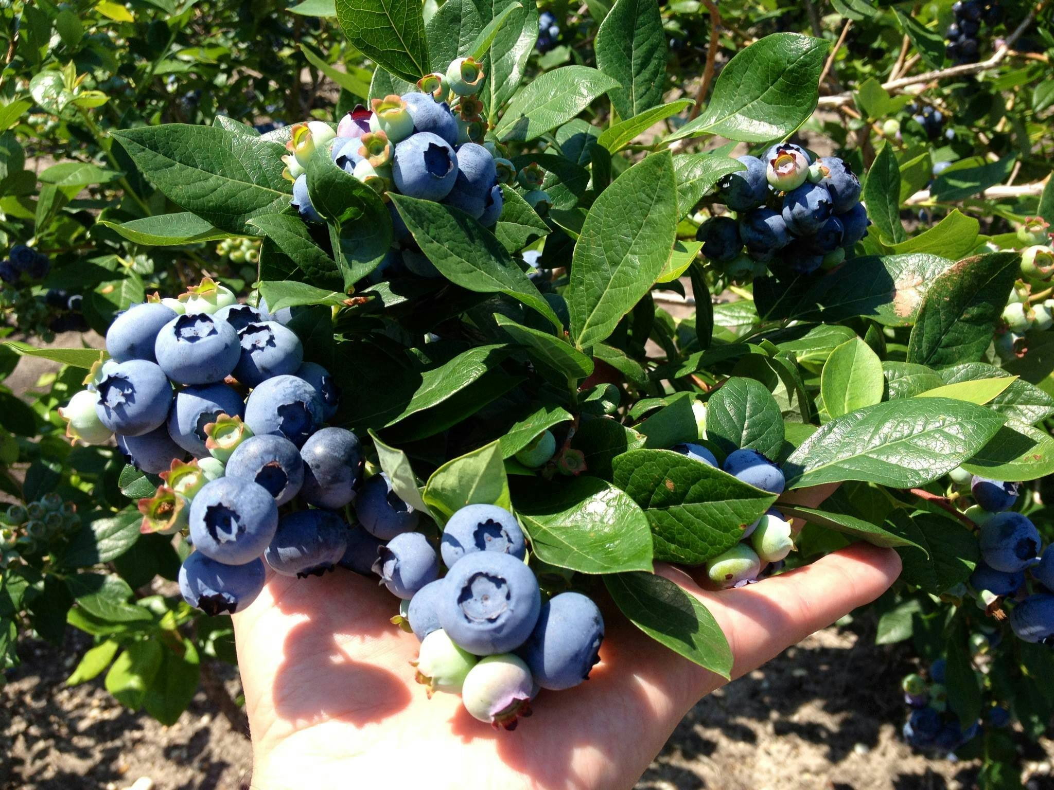 Blueberry Plants Di Meo Farms Blueberry Bushes Grow Big Organic Blueberries Min