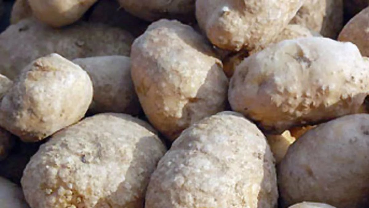 Patateste Kök-ur Nematodları Mücadelesi & İlaçları