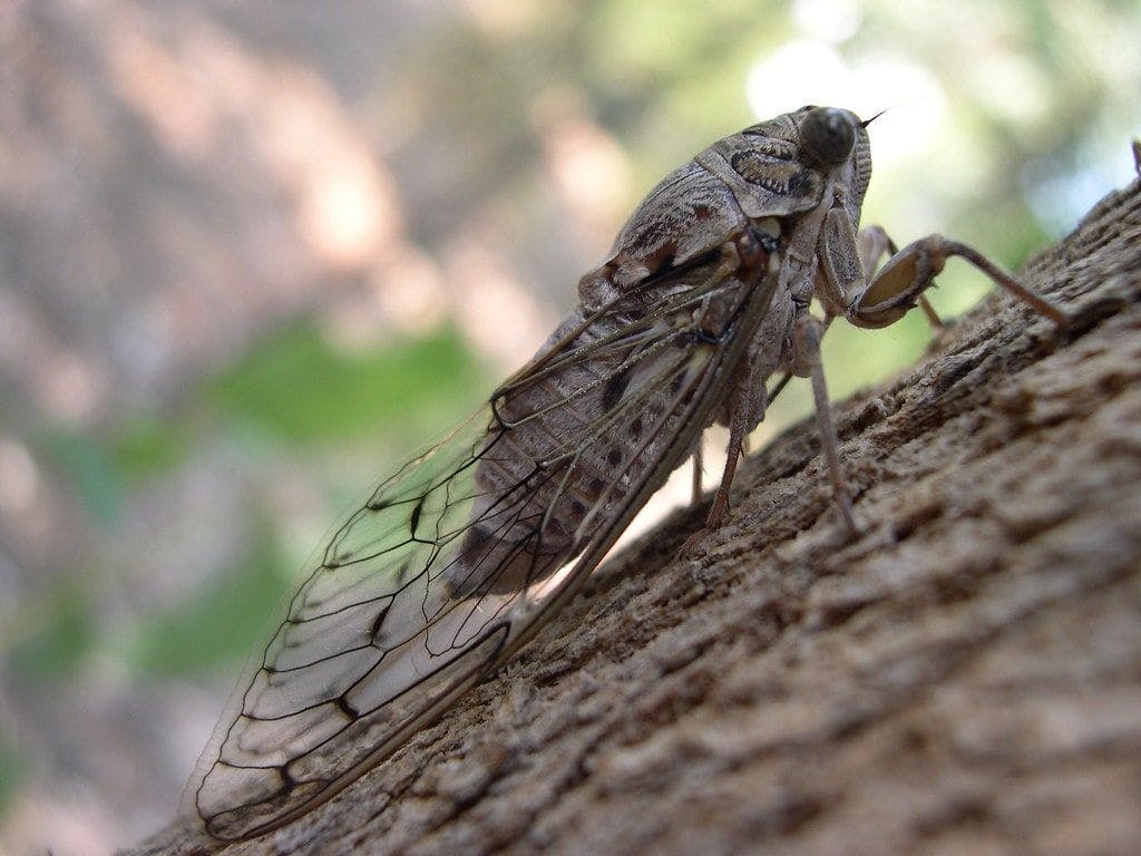 Cicada mordoganensis ergini