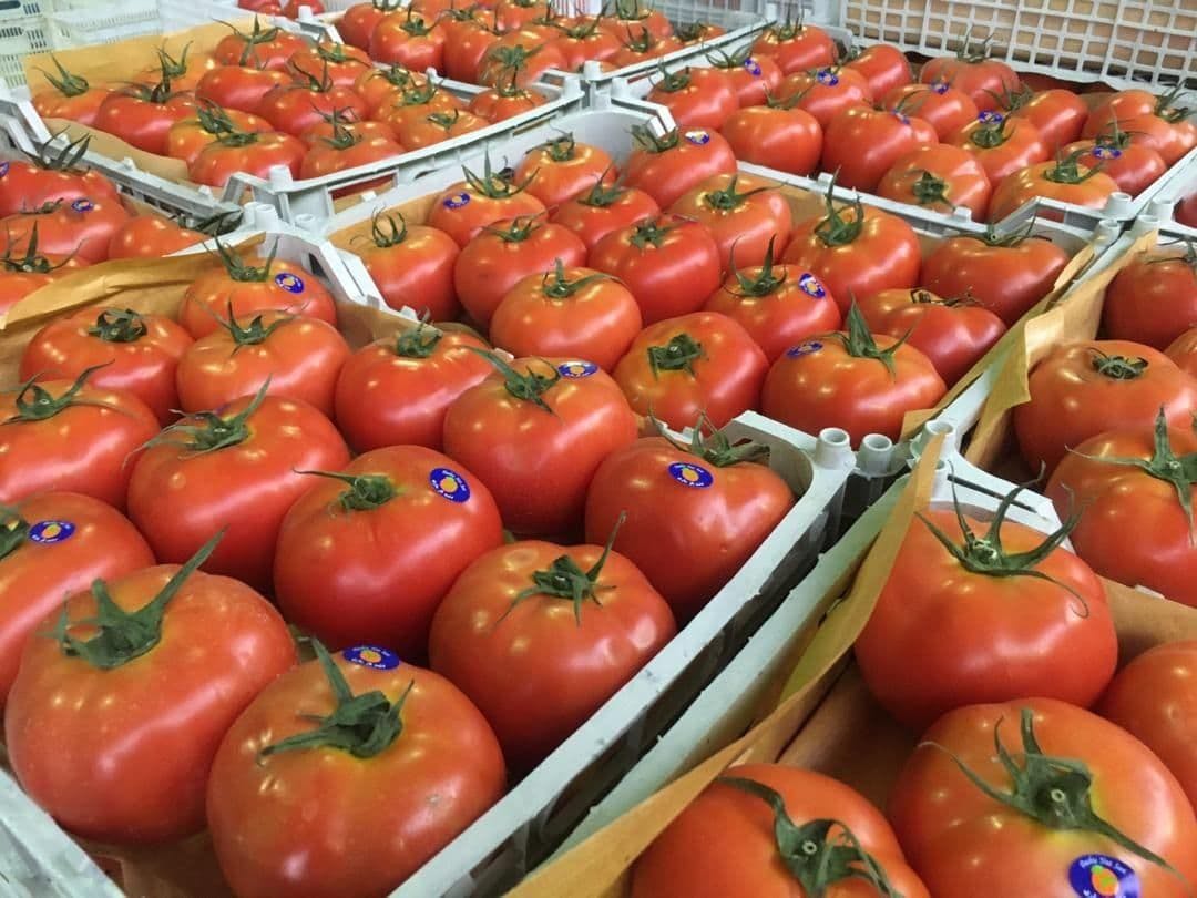 Iran Tomato Export 4 Min