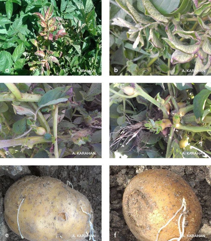 Patateste Stolbur Hastalığının bitki ve yumrudaki belitileri