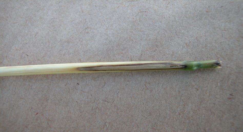 Buğday kökboğazında Rhizoctonia cerealis’in belirtisi