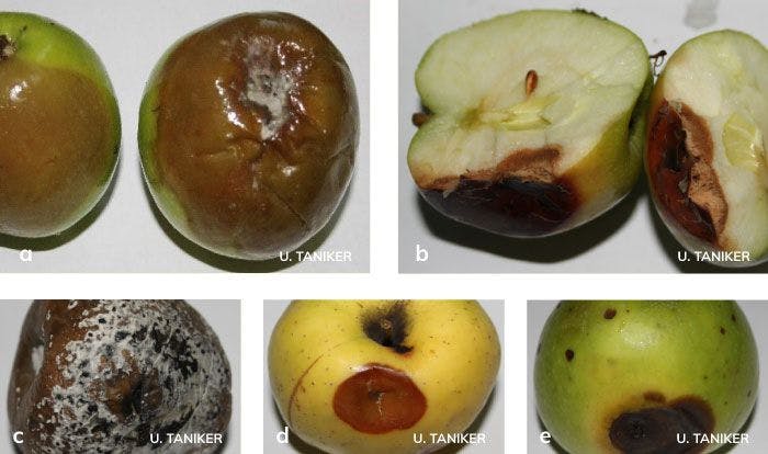 elma, armut ve ayvada Depo çürüklük etmenlerinin belirtileri