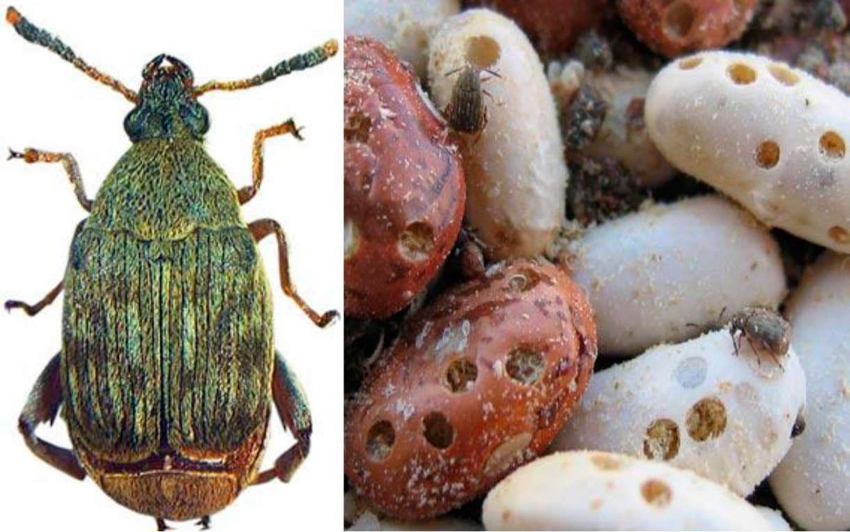 Fasulye Tohum Böceği (Acanthoscelidesobtectus) ve Zararı